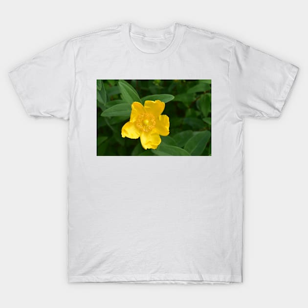 Real Beautiful Flowers outside T-Shirt by kamtec1